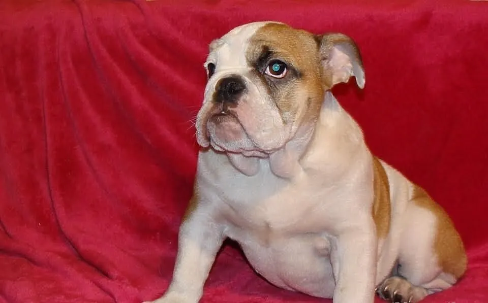 Buldog Angielski suczka