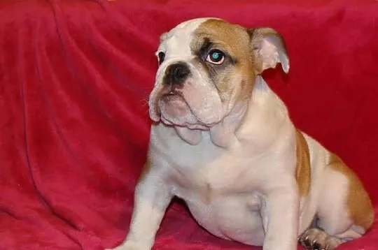 Buldog Angielski suczka