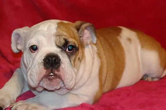 Buldog Angielski suczka