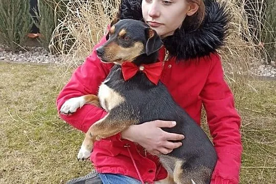Kropeczka - kochana, maleńka sunia o cudnym spojrzeniu!, Mazowieckie, Warszawa