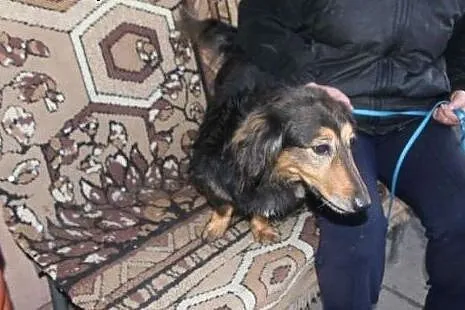 Grzeczny pies JAMAL w typie jamnika poleca się do adopcji,  śląskie Katowice