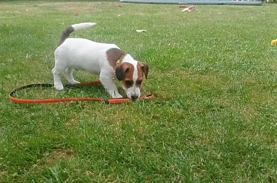 Piesek JRT FCi, ZKwP Wrocław, Dolnośląskie
