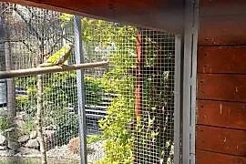 Lakowka samica lilianki
