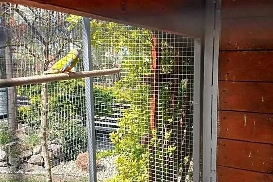 Lakowka samica lilianki