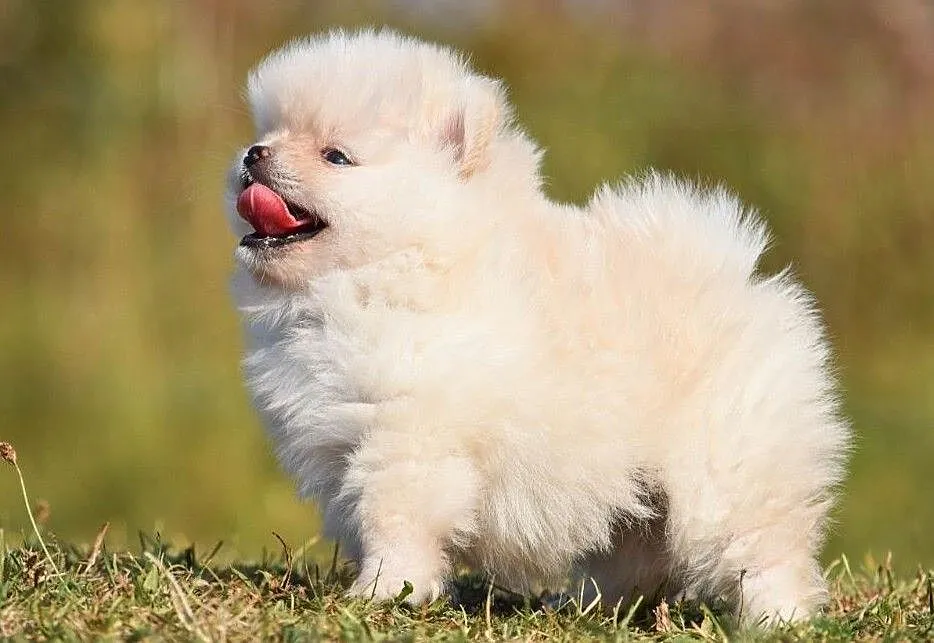 Szpic Miniaturowy Pomeranian - Piesek 2 z rodowodem ., Opolskie, Opole