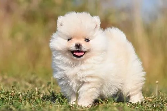Szpic Miniaturowy Pomeranian - Piesek 2 z rodowodem ., Opolskie, Opole