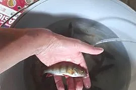 Ryby narybek Okoń Jesiotr
