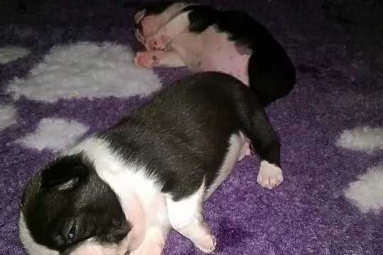 Hodowla domowa Boston Terrier szczenięta rodowód F