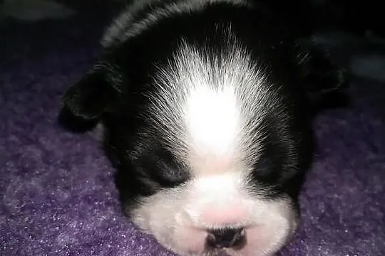 Hodowla domowa Boston Terrier szczenięta rodowód F