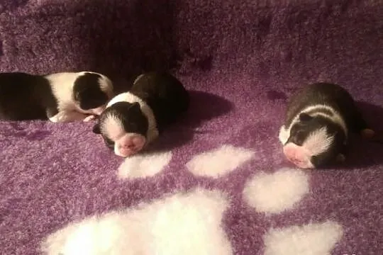 Hodowla domowa Boston Terrier szczenięta rodowód F