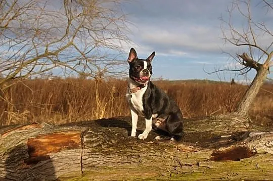 Hodowla domowa Boston Terrier szczenięta rodowód F