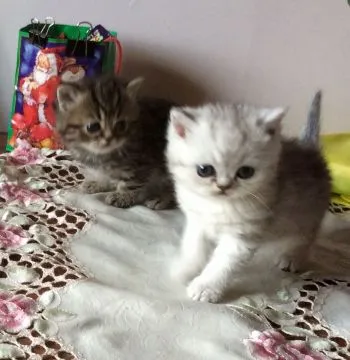 Piękna, egzotyczna kocurka Doll Face. Napisz do nas na WhatsApp: +27848239748, , Cerkiewska Góra
