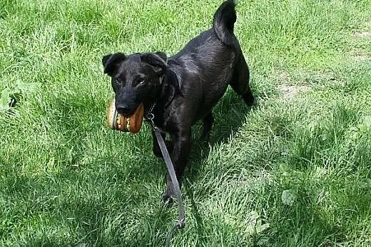Daktylek - niewielki  wesoły  piesek  do adopcji,  mazowieckie Warszawa