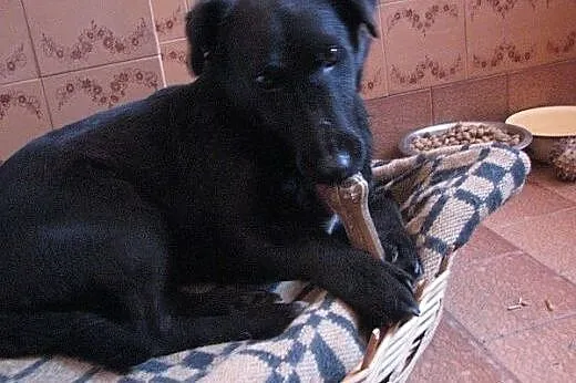 Daktylek - niewielki  wesoły  piesek  do adopcji, 