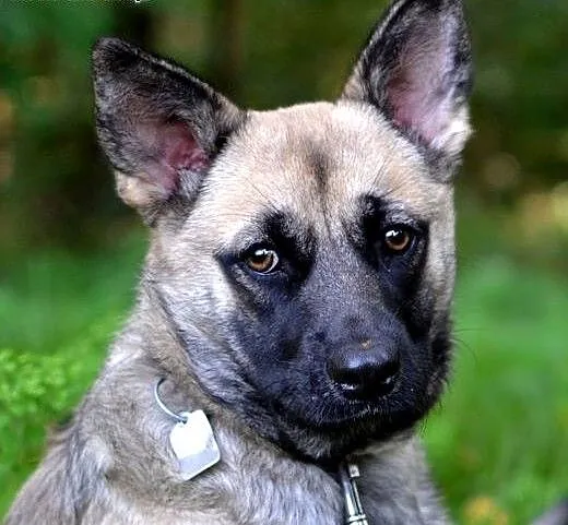 Mila-przemiła suczka do adopcji, śląskie Sosnowie