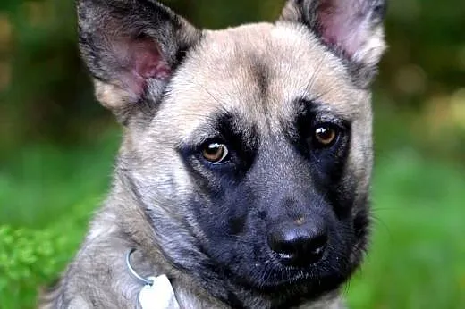 Mila-przemiła suczka do adopcji,  śląskie Sosnowie