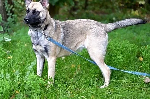 Mila-przemiła suczka do adopcji,  śląskie Sosnowie