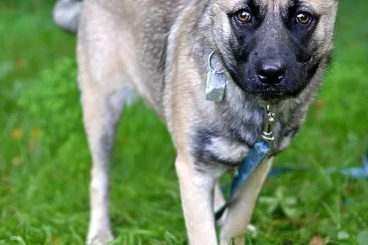 Mila-przemiła suczka do adopcji,  śląskie Sosnowie
