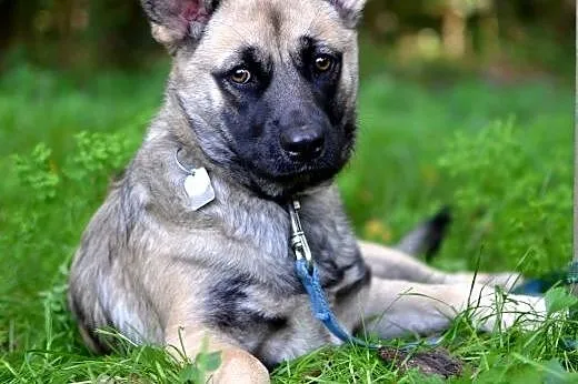 Mila-przemiła suczka do adopcji,  śląskie Sosnowie