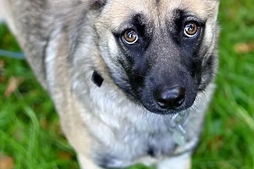 Mila-przemiła suczka do adopcji,  śląskie Sosnowie