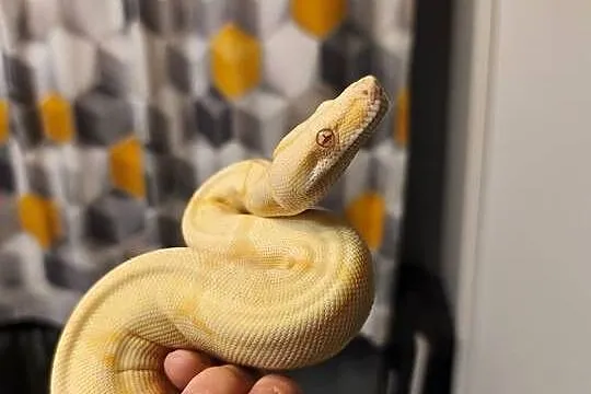 Boa
