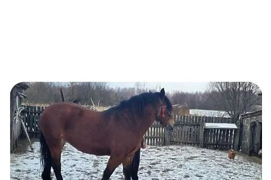 Sprzedam klacz zimnokrwistą.