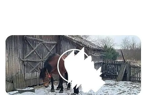 Sprzedam klacz zimnokrwistą., Lubelskie, Gródek Szlachecki