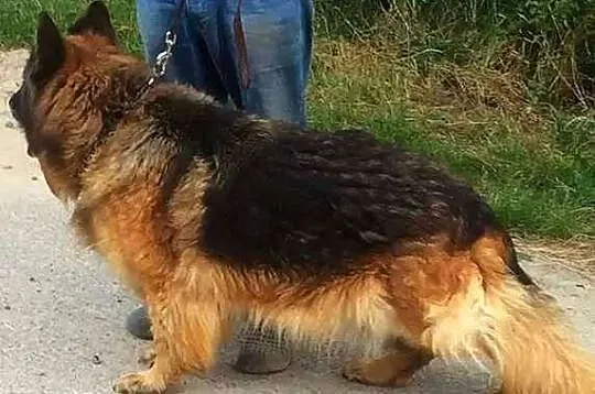 Owczarek niemiecki długowłosy dorosła suczka potężnej budowy