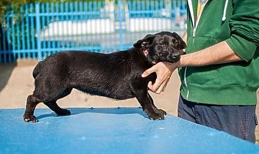 Zara w typie Jamnika do adopcji, łódzkie Łódź
