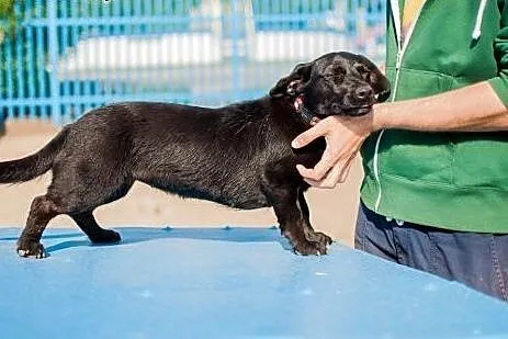 Zara w typie Jamnika do adopcji,  łódzkie Łódź