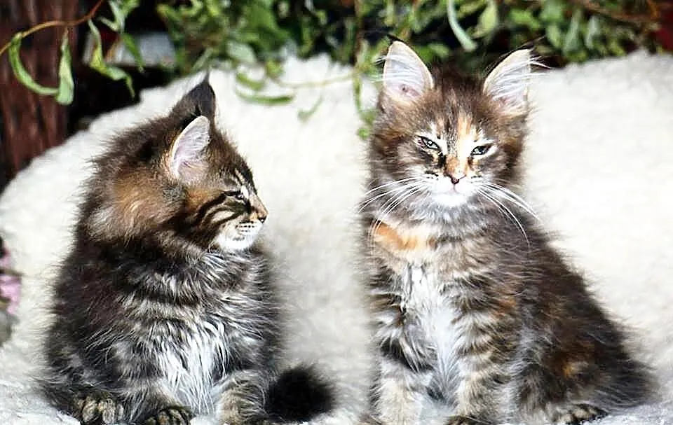 Kotki koty Maine Coon rasowe z rodowodem FPL Aleha