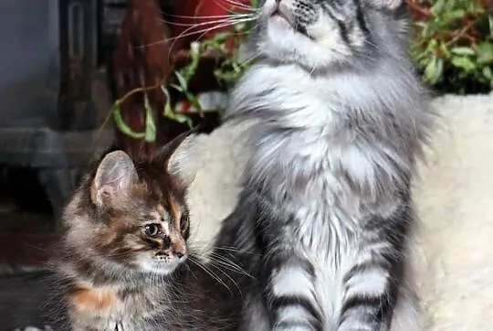 Kotki koty Maine Coon rasowe z rodowodem FPL Aleha