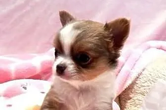 Chihuahua piesek z Rodowodem Częstochowa