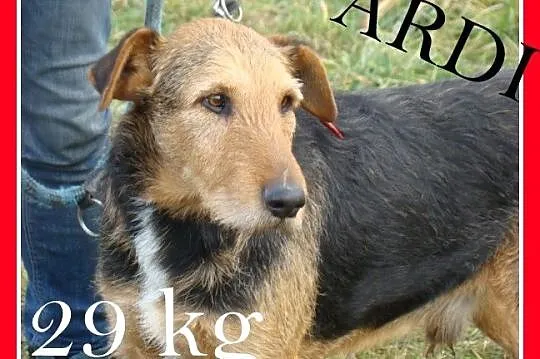 ARDI-6 letni terier mix,duży ok_28 kg,przyjazny i 