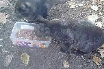 Rodzina z działek pilnie szuka dachu nad głową,  m