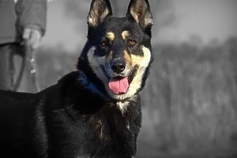 Ajsza wspaniała mix husky szuka opiekuna :) ,  ślą