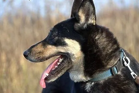 Ajsza wspaniała mix husky szuka opiekuna :) ,  ślą