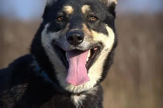 Ajsza wspaniała mix husky szuka opiekuna :) ,  ślą