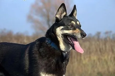 Ajsza wspaniała mix husky szuka opiekuna :) ,  ślą