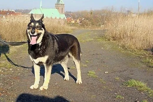 Ajsza wspaniała mix husky szuka opiekuna :) ,  ślą