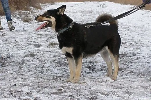 Ajsza wspaniała mix husky szuka opiekuna :) ,  ślą