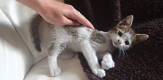 Kociaki do adopcji -różnej maści, łódzkie Skierni