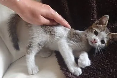 Kociaki do adopcji -różnej maści,  łódzkie Skierni