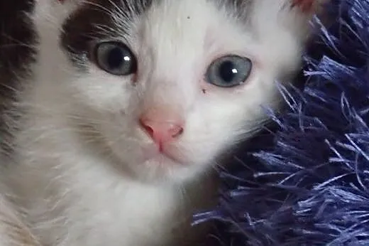 Kociaki do adopcji -różnej maści,  łódzkie Skierni