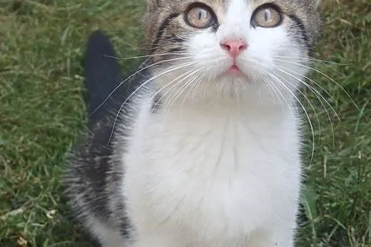 Kociaki do adopcji -różnej maści,  łódzkie Skierni
