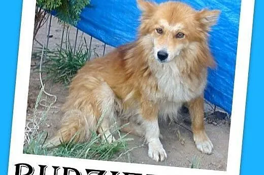 9 kg,kudłaty,przyjazny,spokojny piesek RUDZIELEC.Adpcja,  dolnośląskie Wrocław