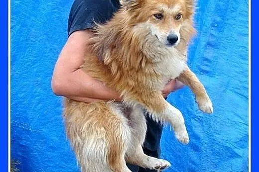 9 kg,kudłaty,przyjazny,spokojny piesek RUDZIELEC.A
