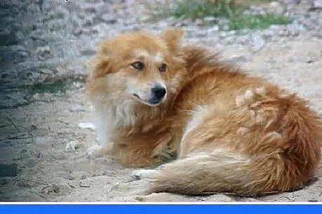 9 kg,kudłaty,przyjazny,spokojny piesek RUDZIELEC.A