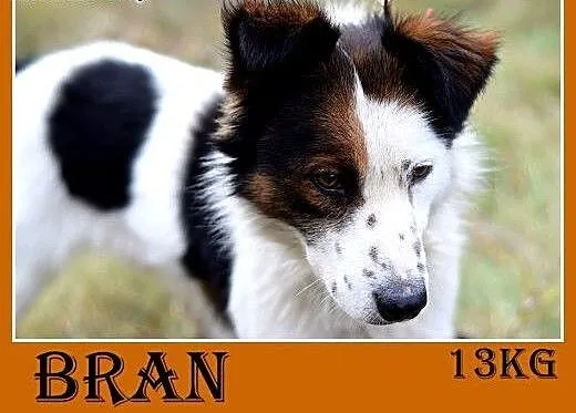 12kg,średni,wesoły,przyjazny piesek BRAN.Adopcja,