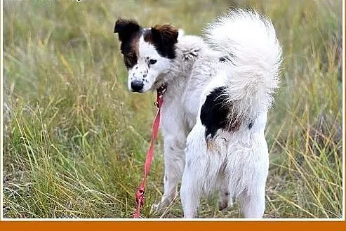 12kg,średni,wesoły,przyjazny piesek BRAN.Adopcja, 